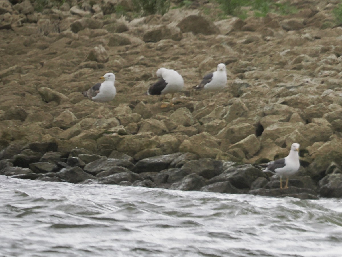Lesser Black-backed Gull - ML638733569