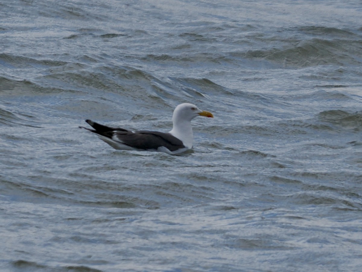 Lesser Black-backed Gull - ML638733570