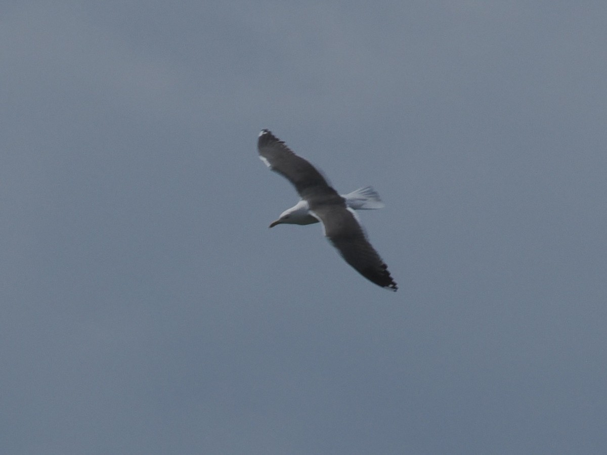Lesser Black-backed Gull - ML638733571