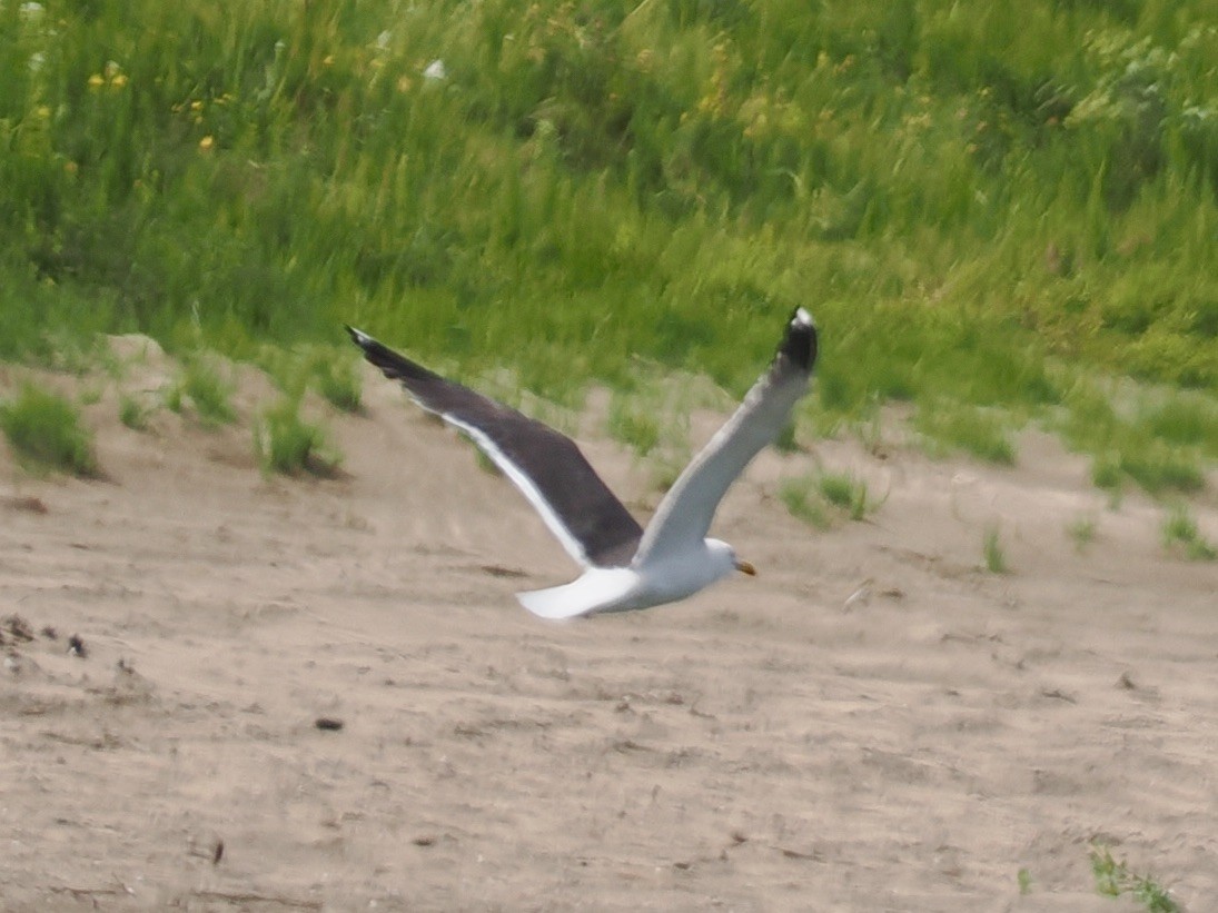 Lesser Black-backed Gull - ML638733574