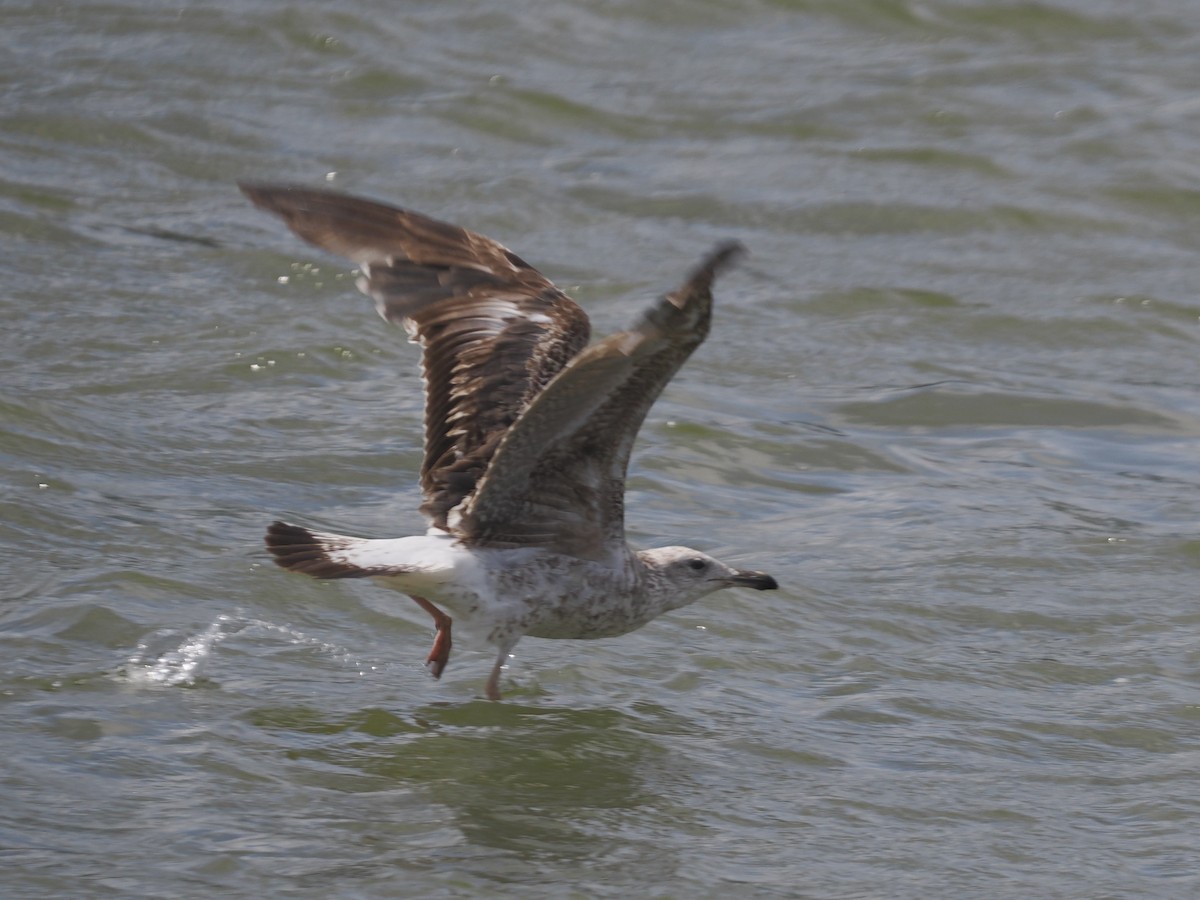 Lesser Black-backed Gull - ML638733575