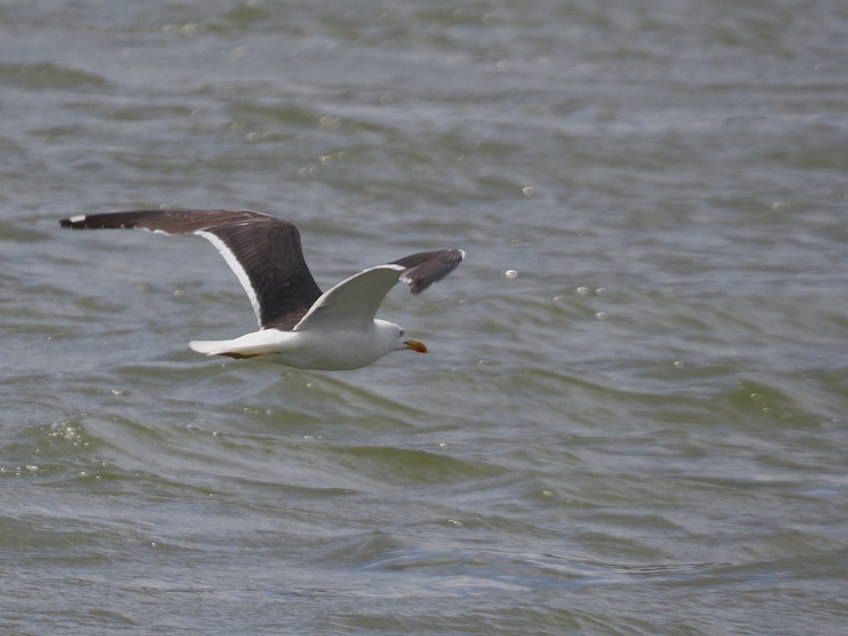 Lesser Black-backed Gull - ML638733576