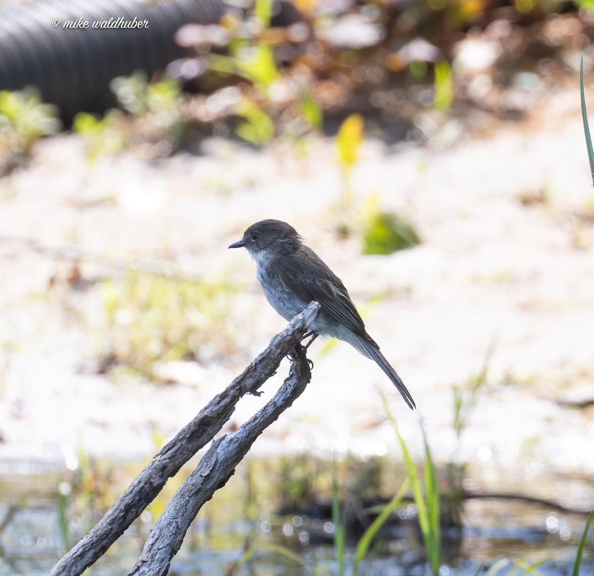 Eastern Phoebe - ML638733579