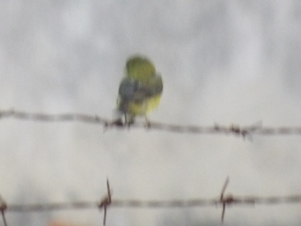 Lesser Goldfinch - ML638733581
