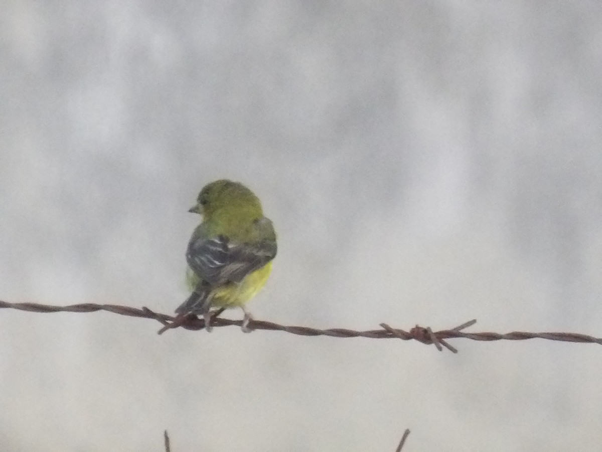 Lesser Goldfinch - ML638733582