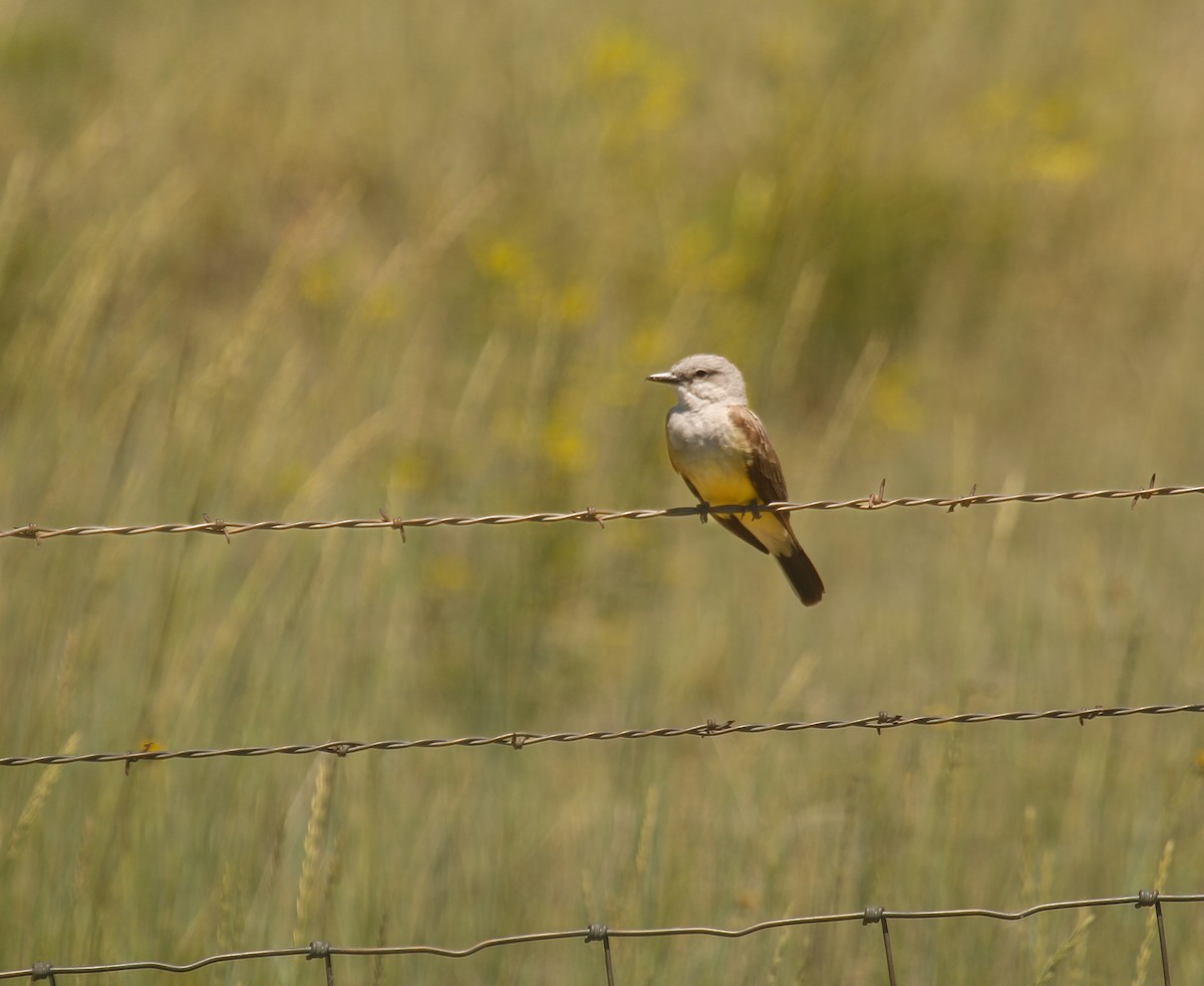 Western Kingbird - ML638733583