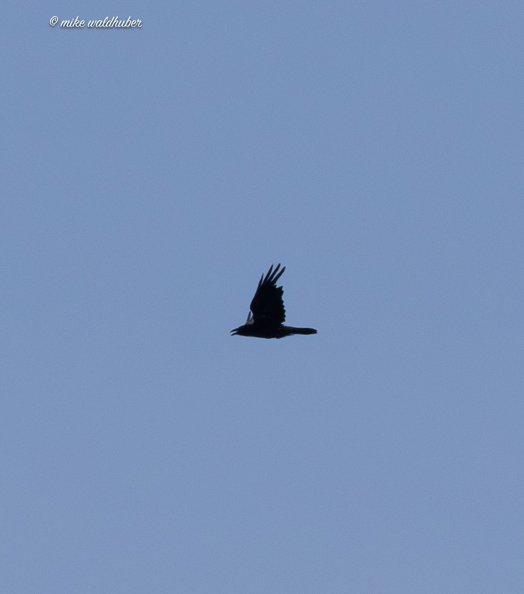 Common Raven - ML638733584