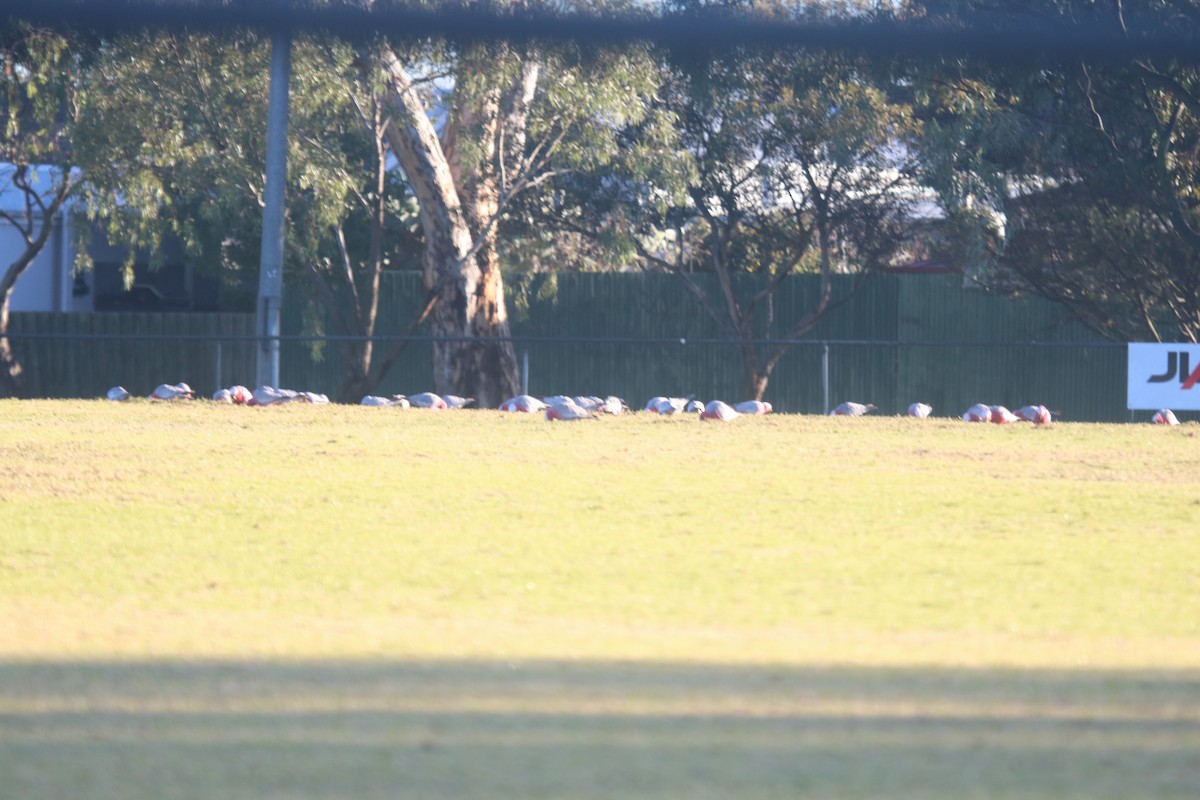 Galah - ML638733585