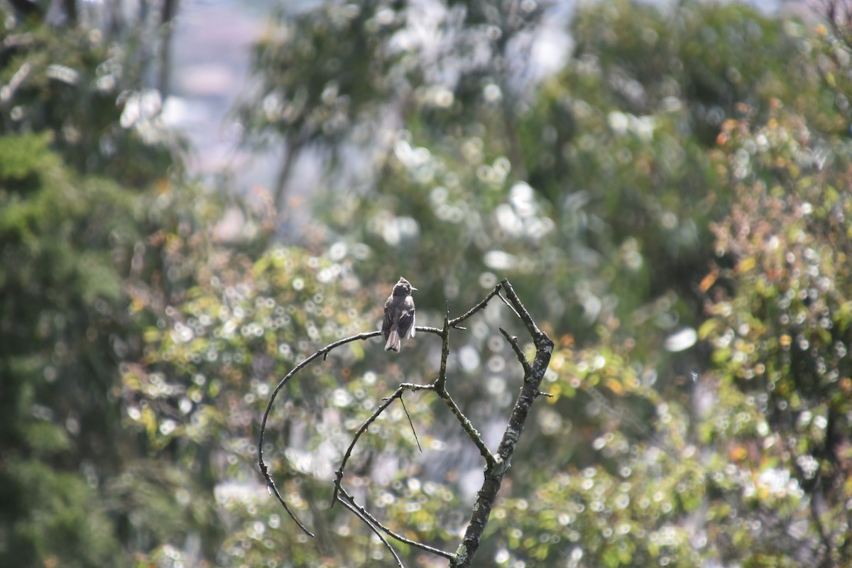 Greater Pewee - ML638733588