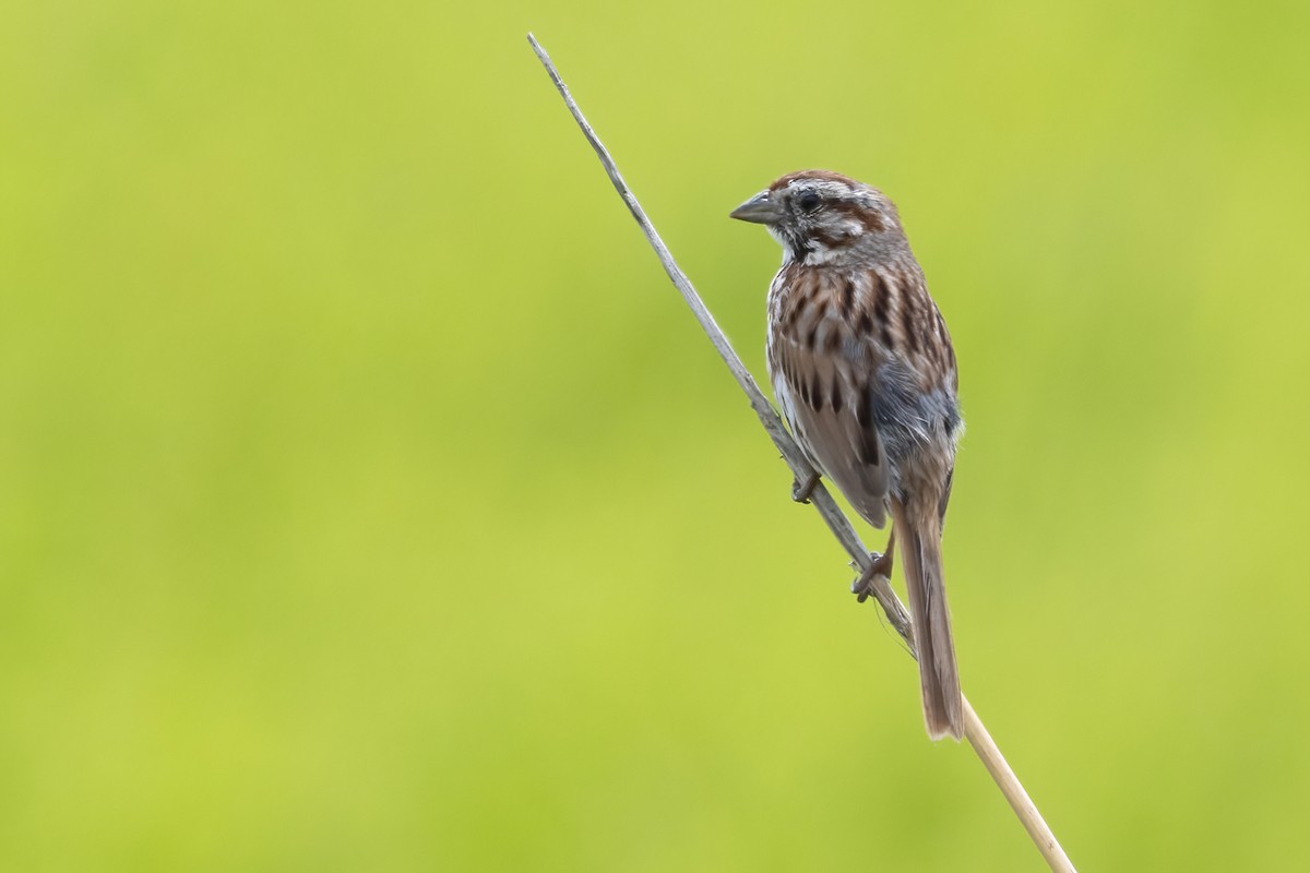 Song Sparrow - ML638733591