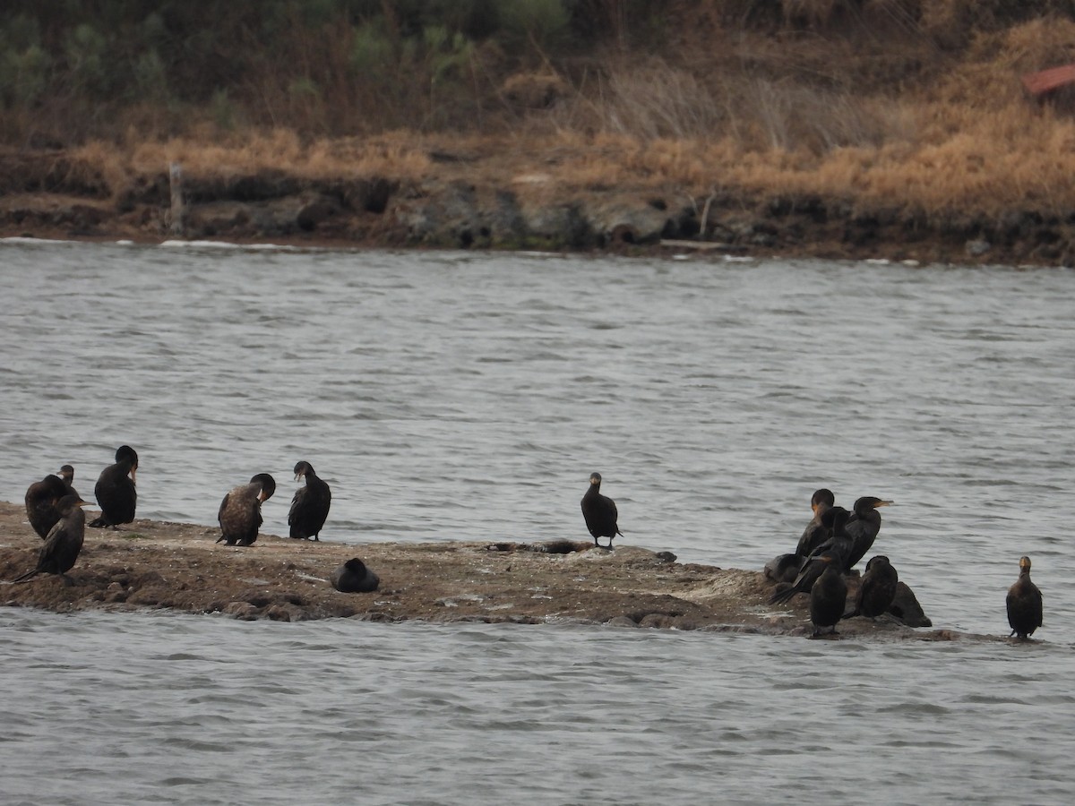 Neotropic Cormorant - ML638733605