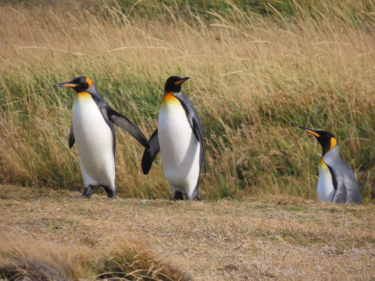 King Penguin - ML638733608