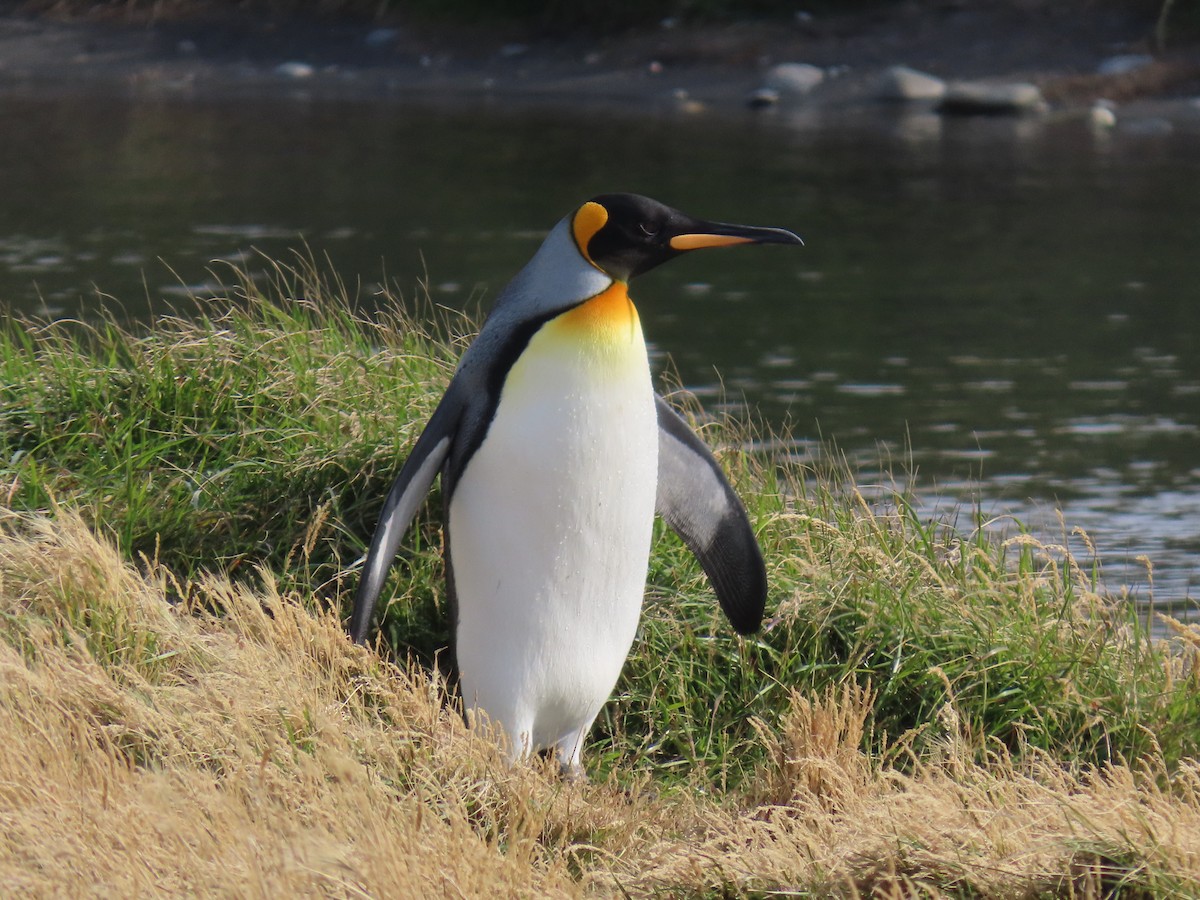 King Penguin - ML638733609