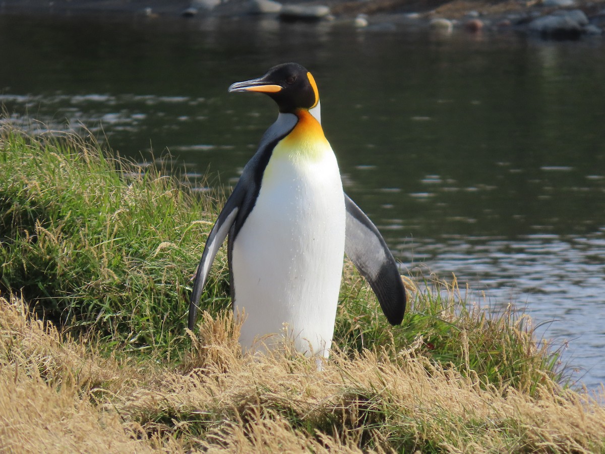 King Penguin - ML638733610