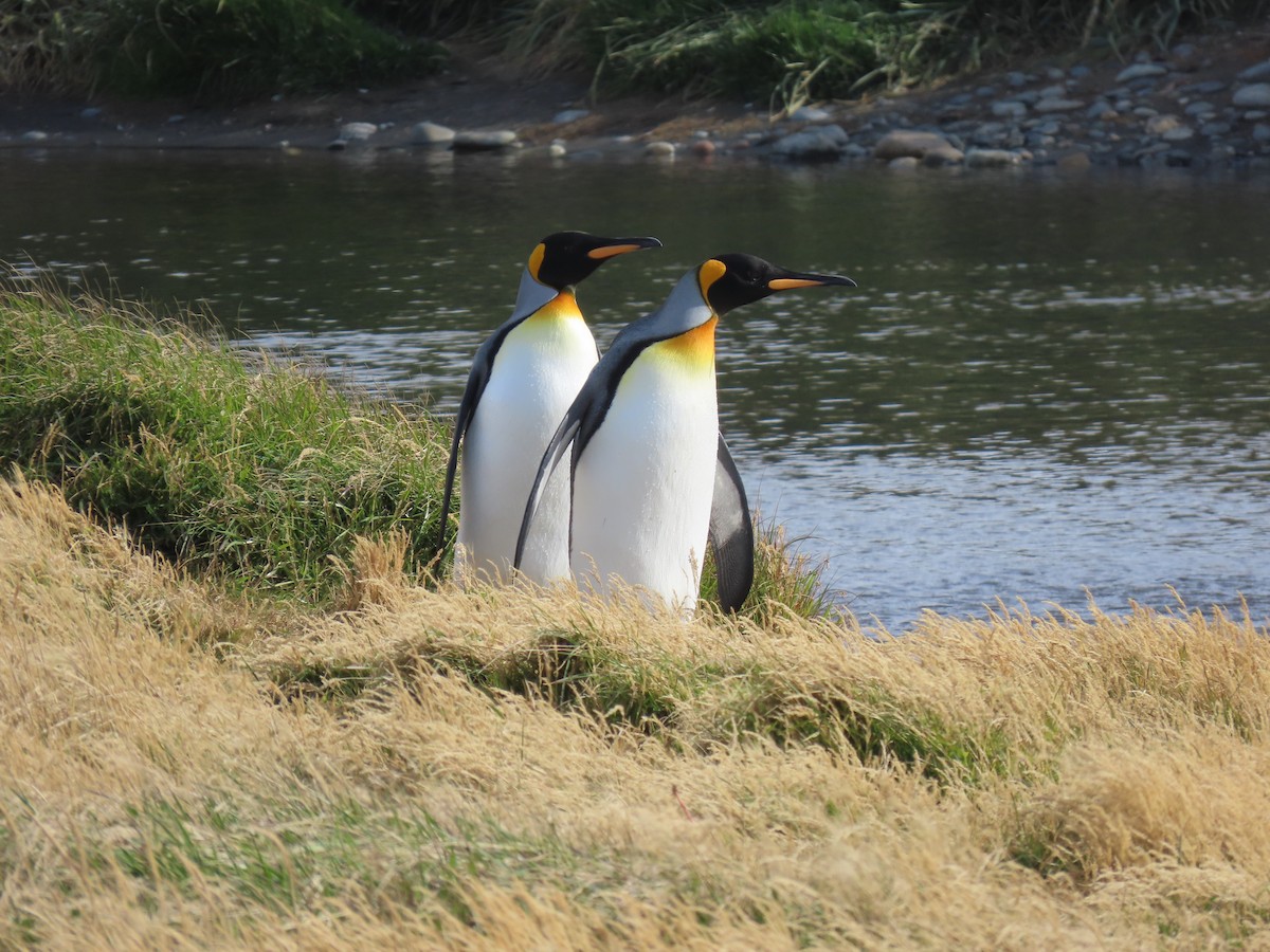 King Penguin - ML638733611