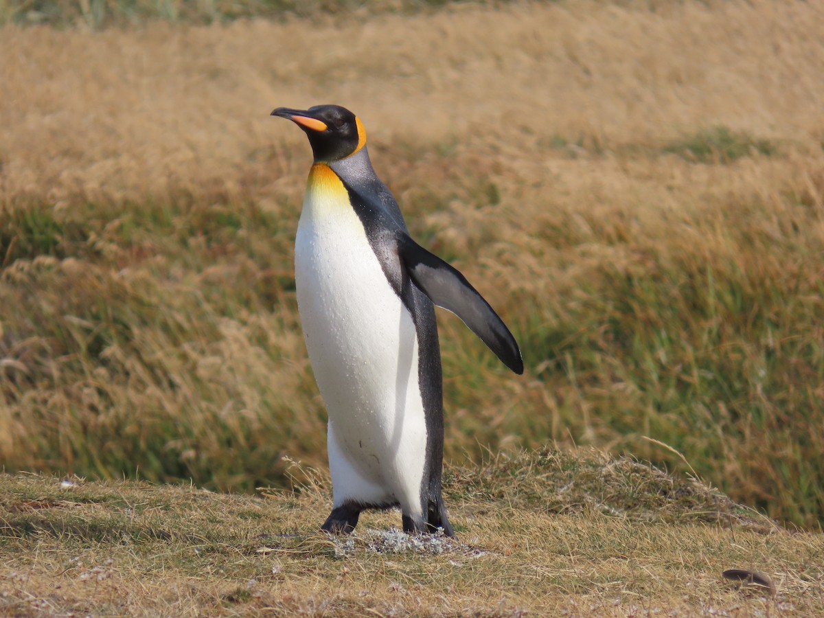 King Penguin - ML638733613