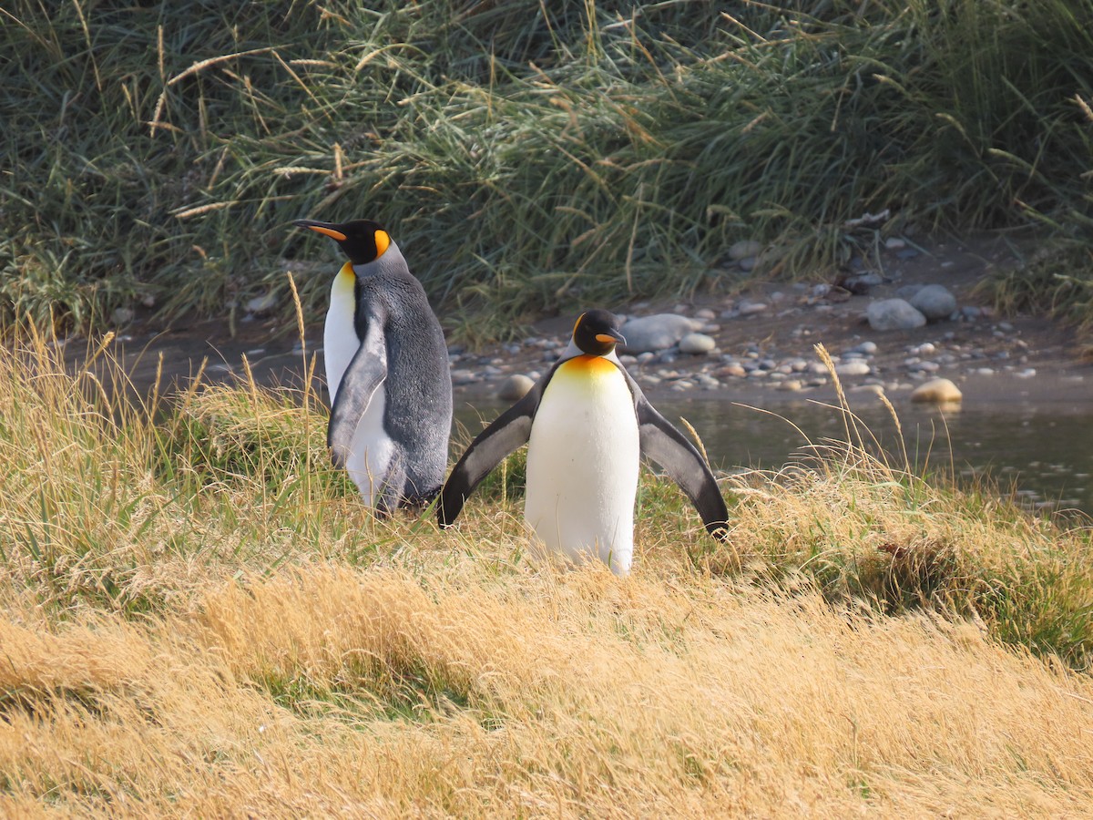 King Penguin - ML638733615