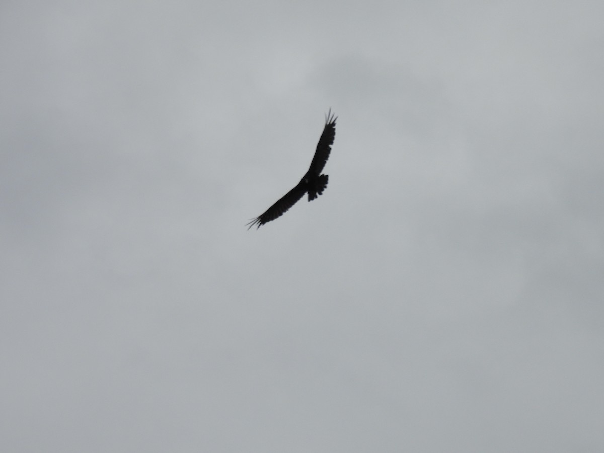 Turkey Vulture - ML638733618