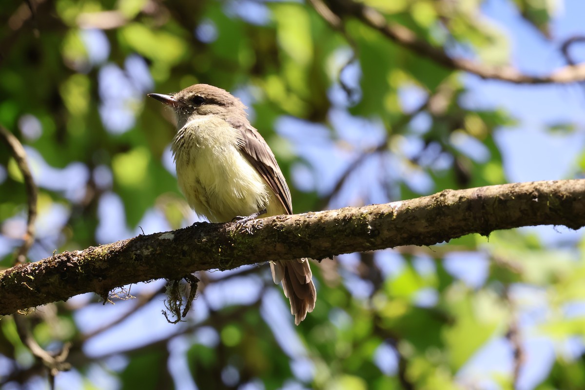 Galapagos Flycatcher - ML638733619