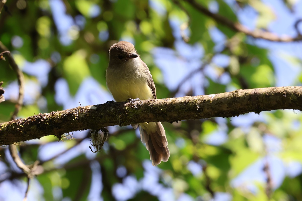 Galapagos Flycatcher - ML638733620