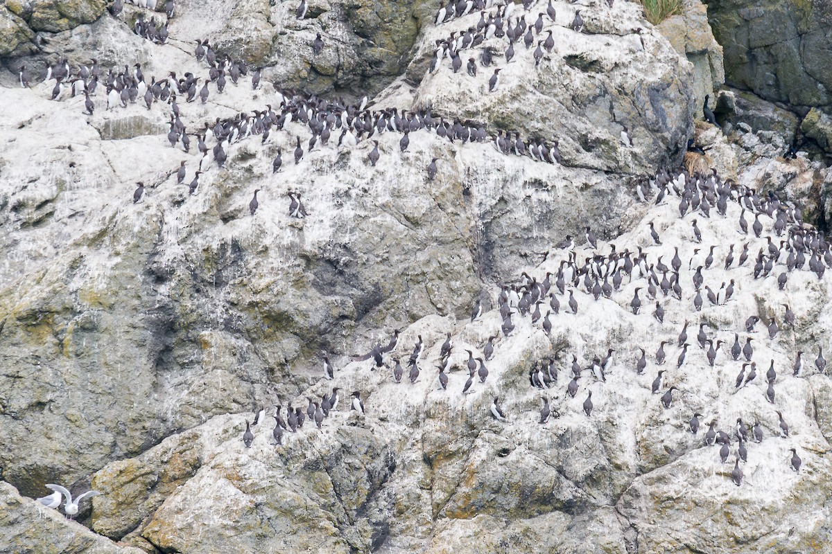 Common Murre - ML638733624