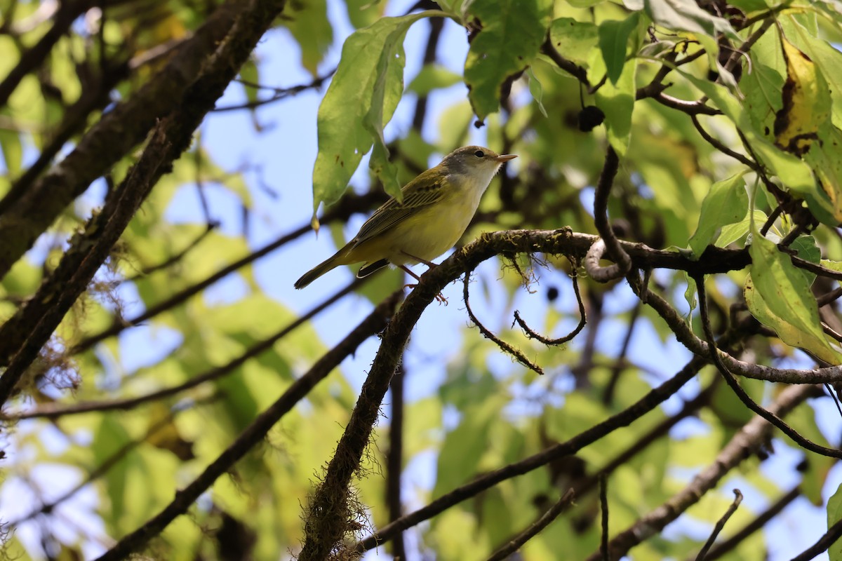 Yellow Warbler (Mangrove) - ML638733625
