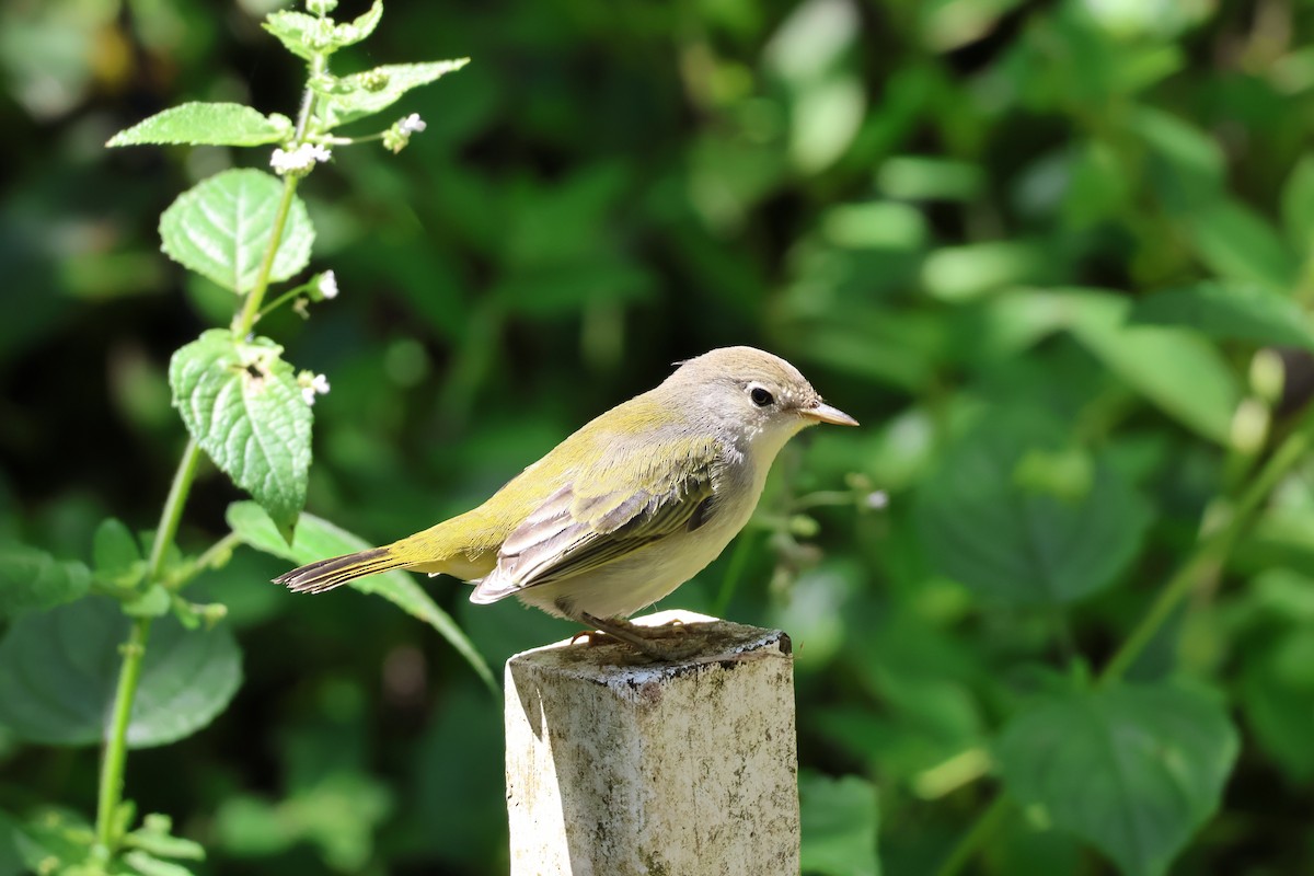 Yellow Warbler (Mangrove) - ML638733626