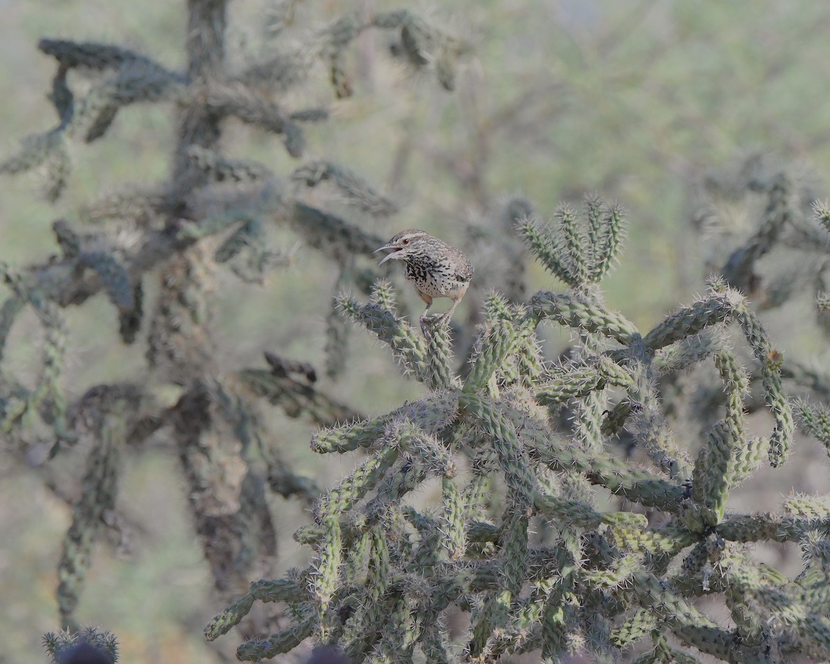 Cactus Wren - ML638733634
