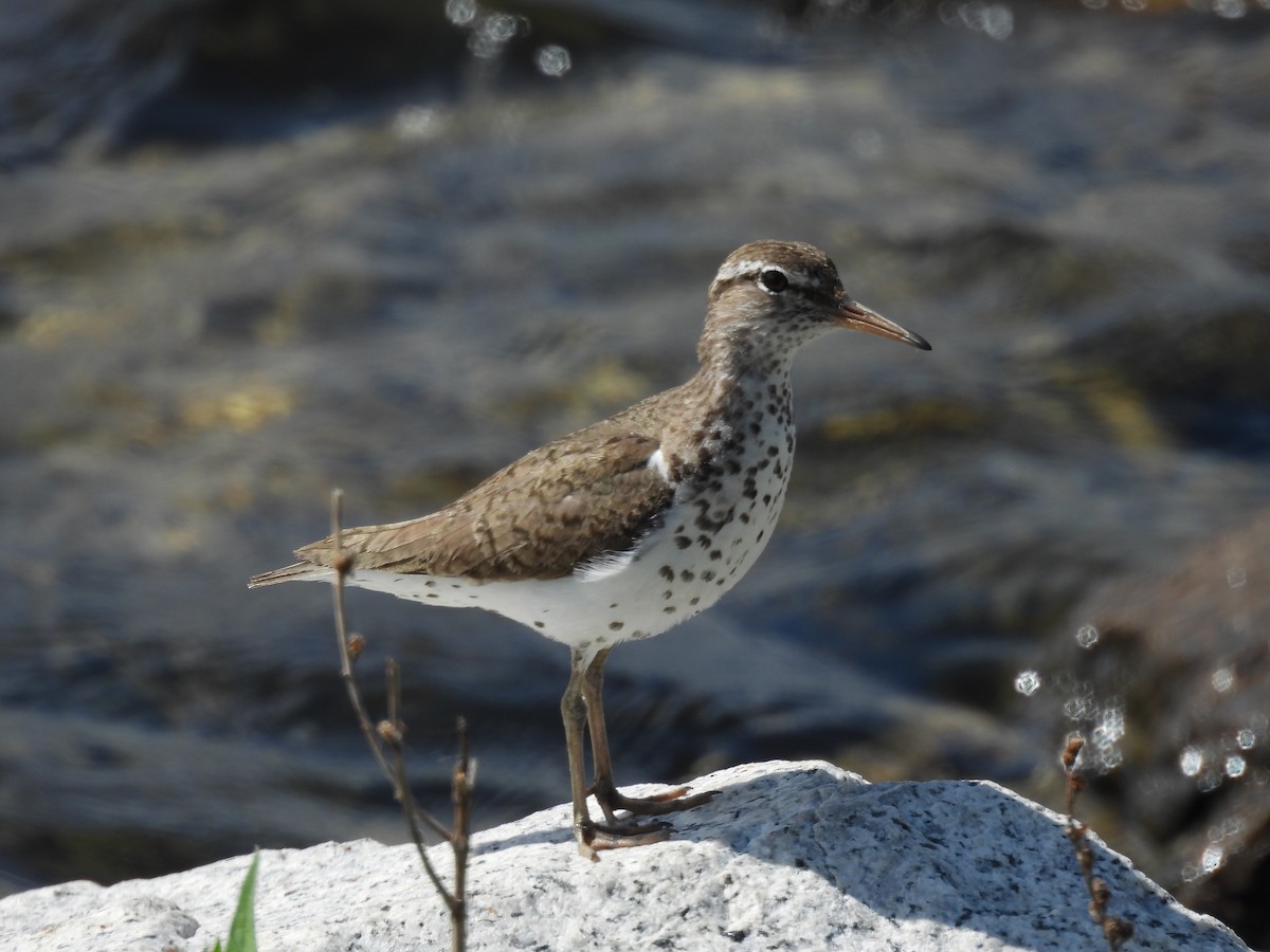 Spotted Sandpiper - ML638733635