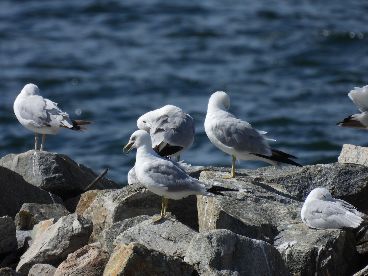 Ring-billed Gull - ML638733638