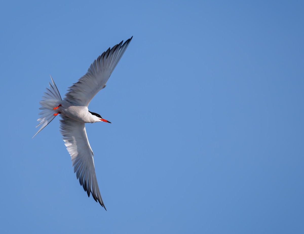 Common Tern - ML638733639