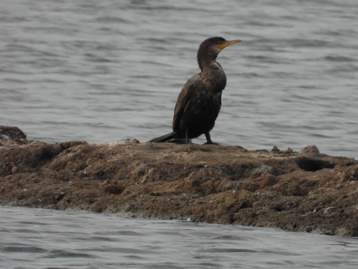 Neotropic Cormorant - ML638733643