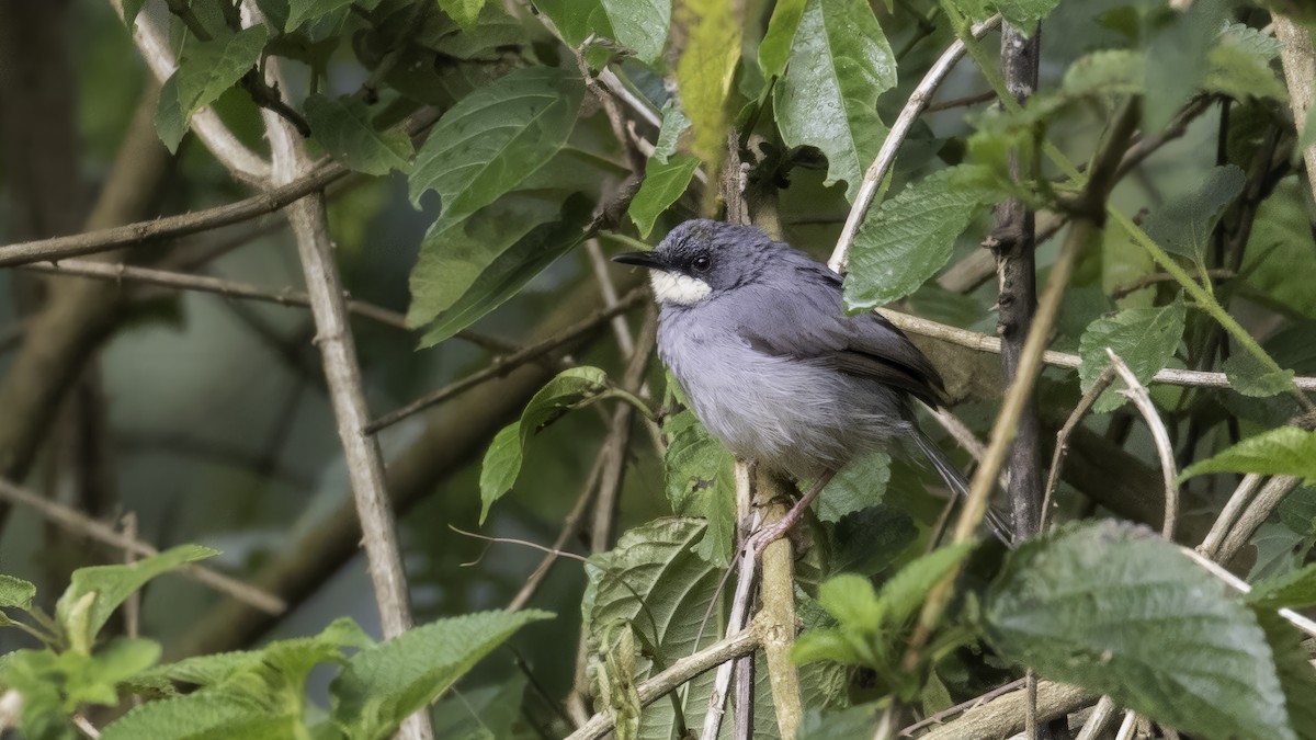 White-chinned Prinia - ML638733646