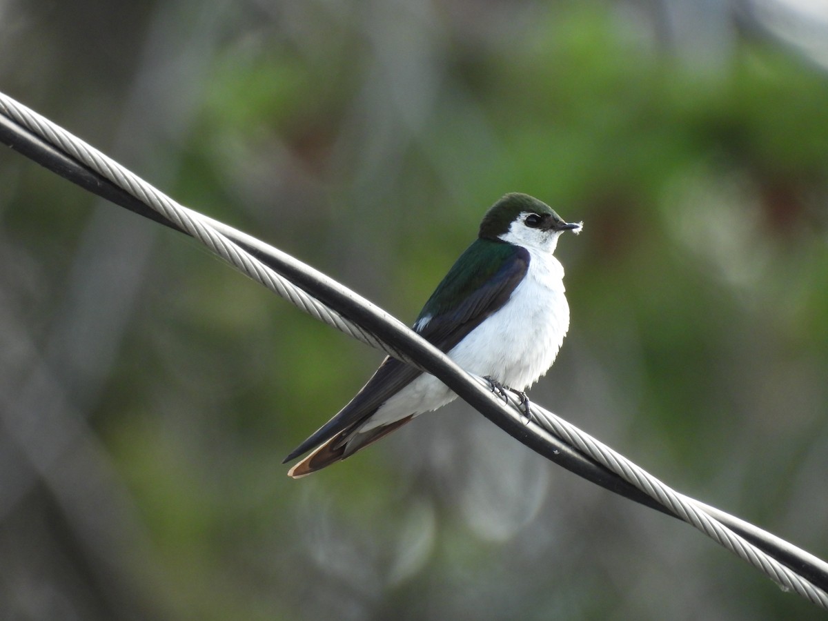 Violet-green Swallow - ML638733647