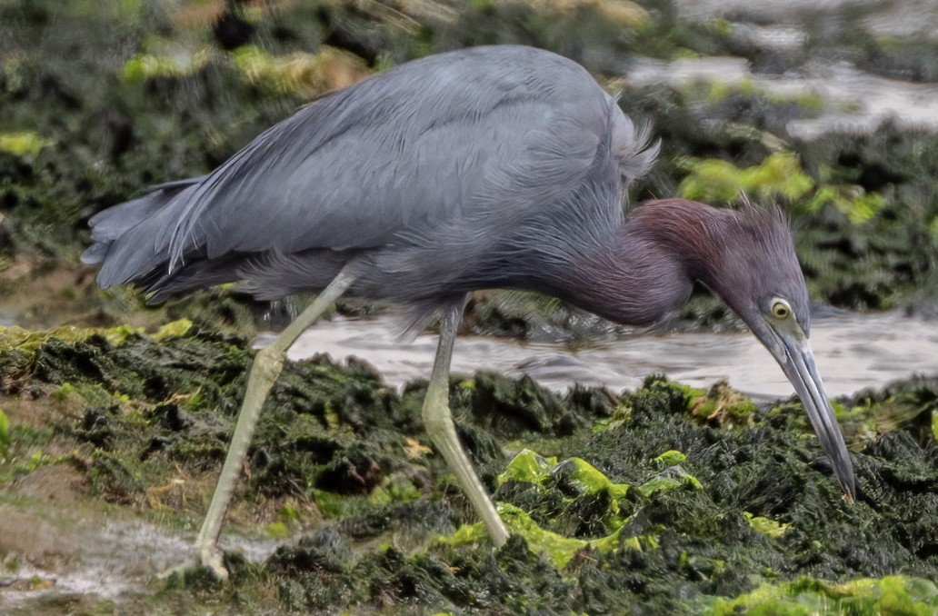 Little Blue Heron - ML638733649