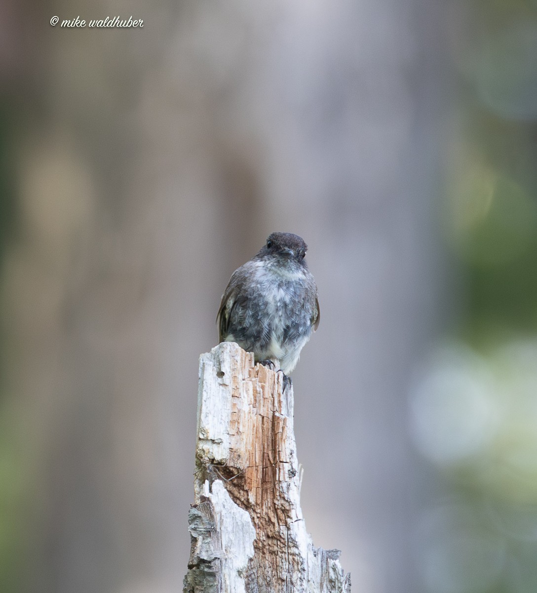 Eastern Phoebe - ML638733674