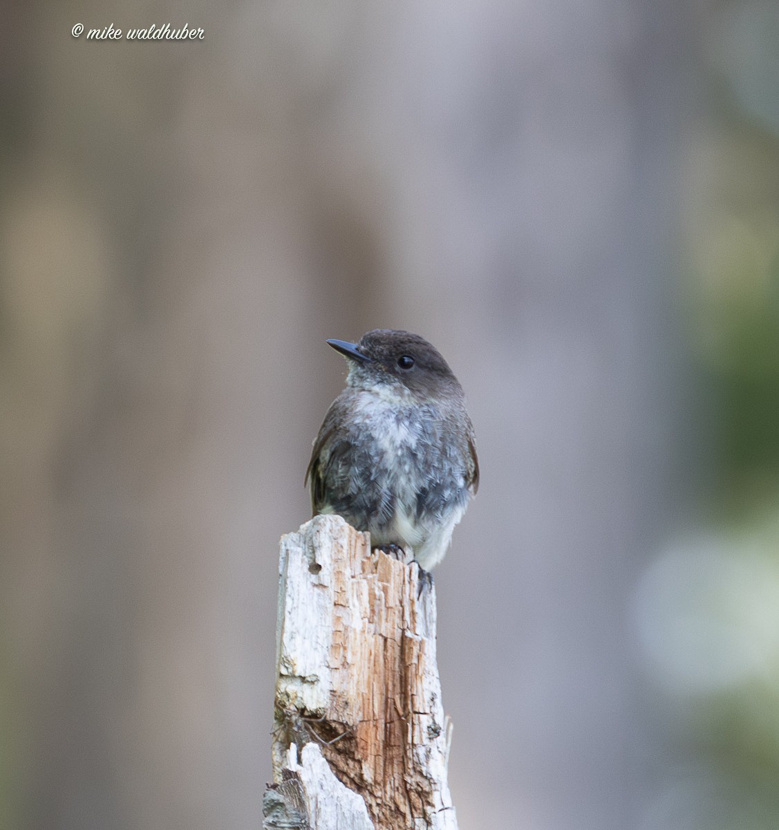 Eastern Phoebe - ML638733675