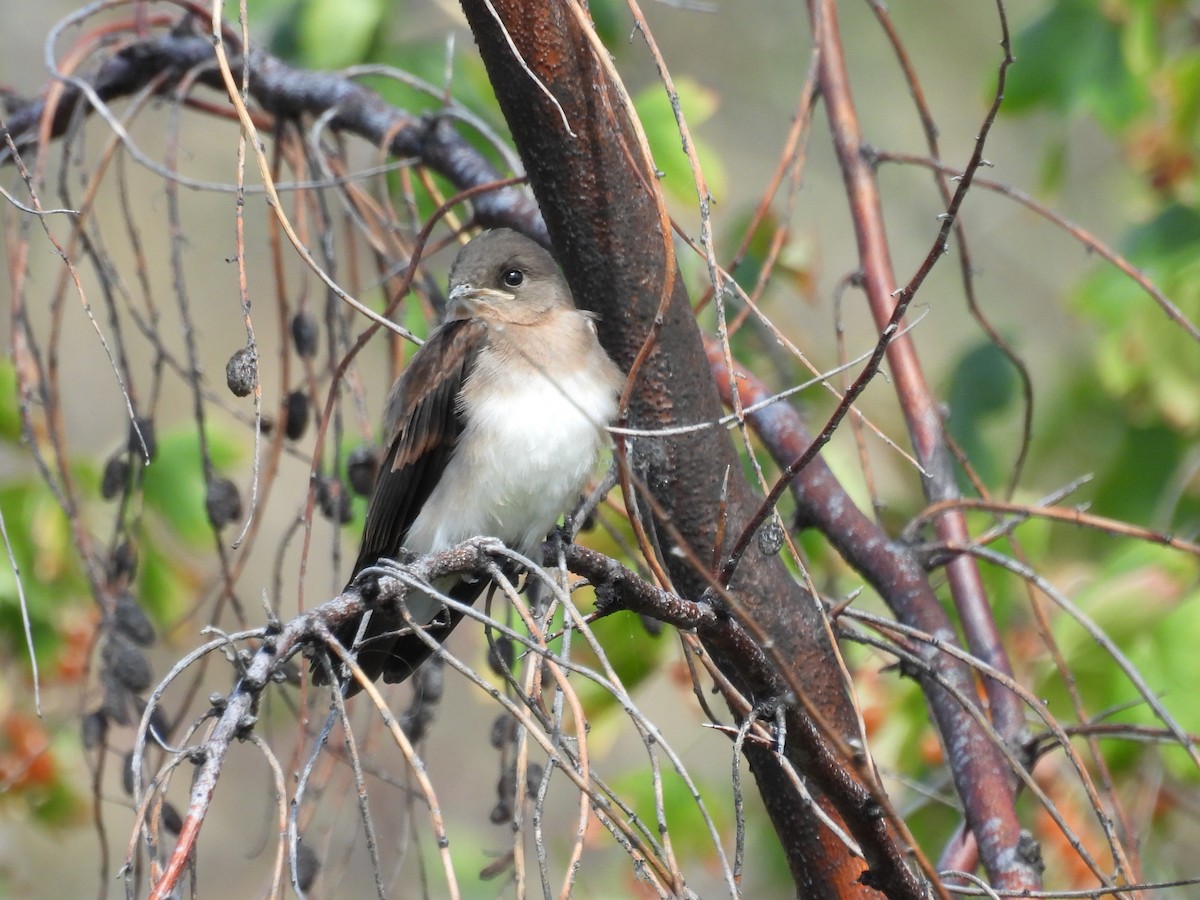 Northern Rough-winged Swallow - ML638733680