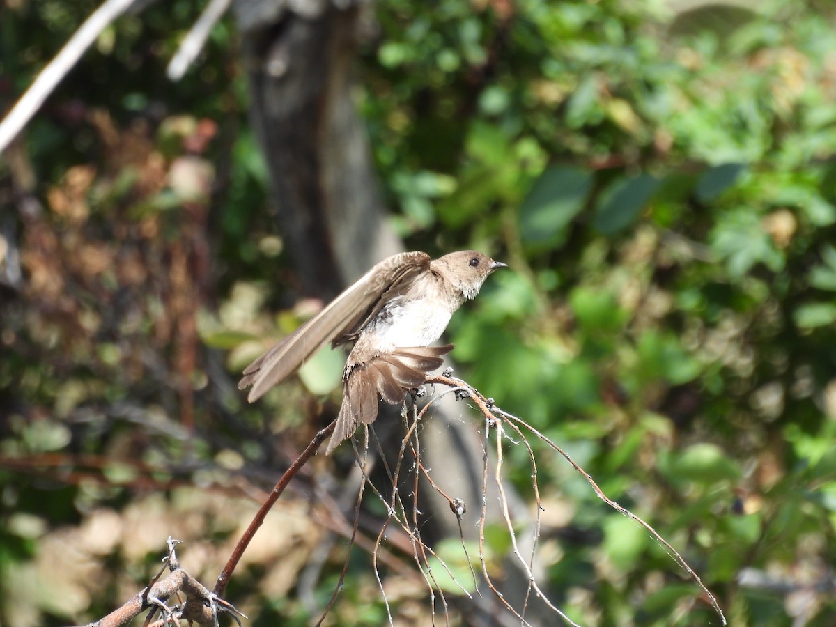 Northern Rough-winged Swallow - ML638733681