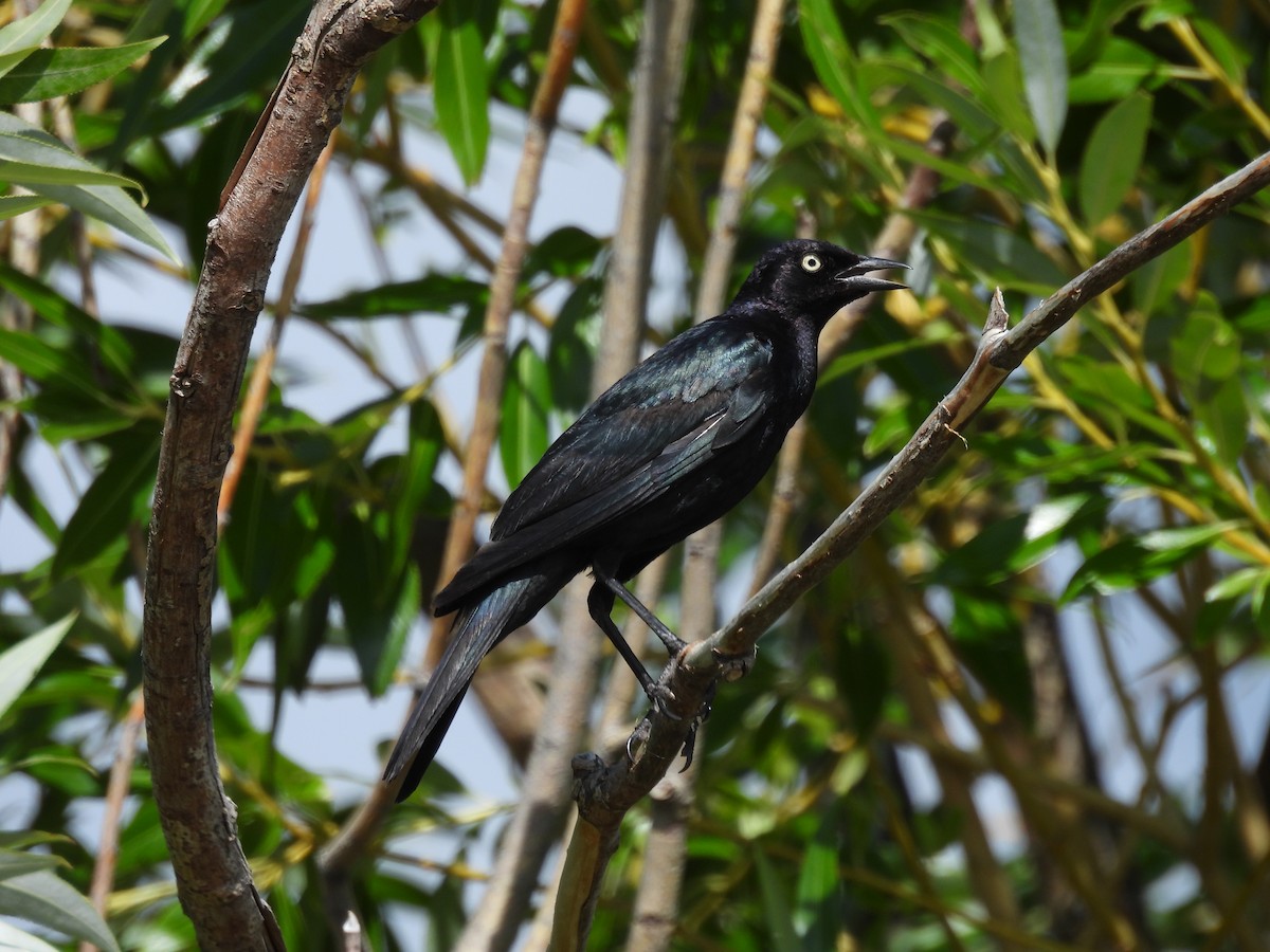 Brewer's Blackbird - ML638733686