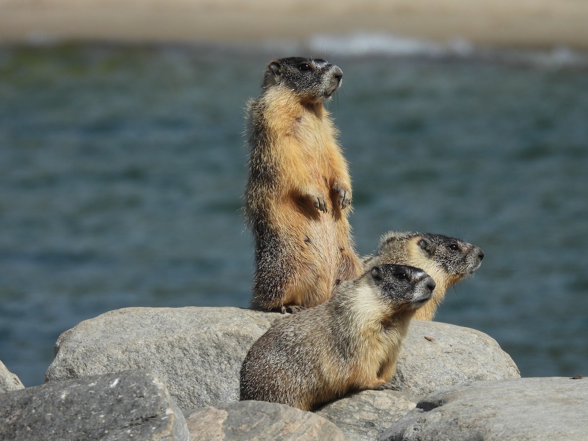 Yellow-bellied Marmot - ML638733692