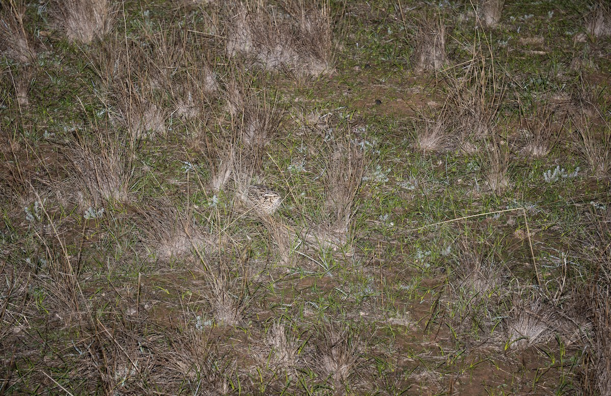 Stubble Quail - ML638733724