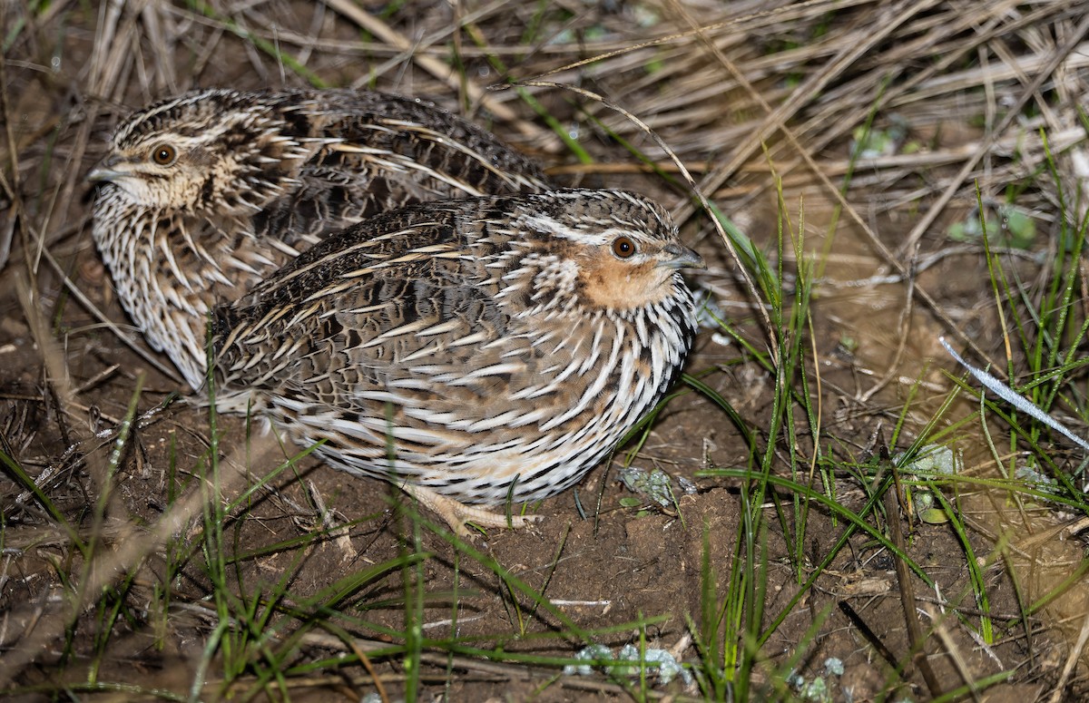 Stubble Quail - ML638733725