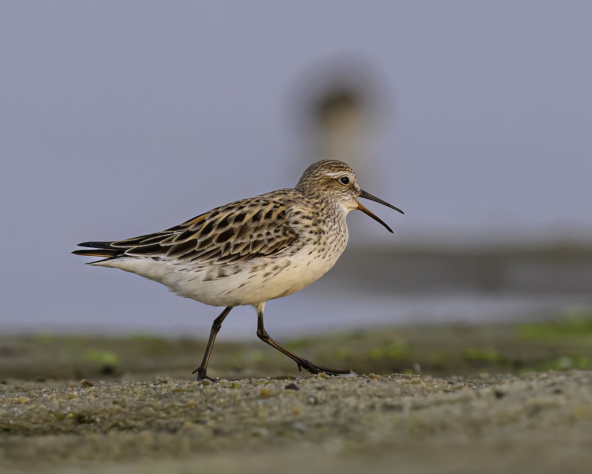 White-rumped Sandpiper - ML638733743