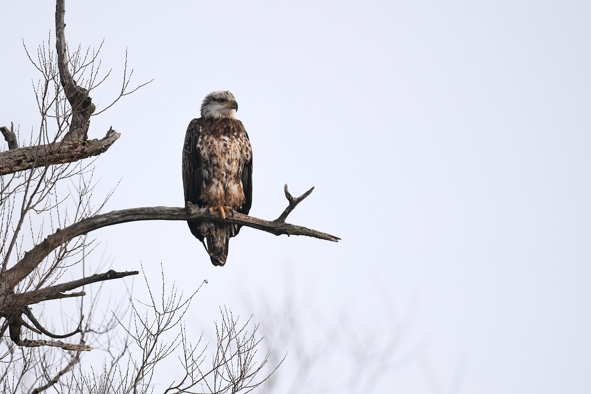 Bald Eagle - ML638733838