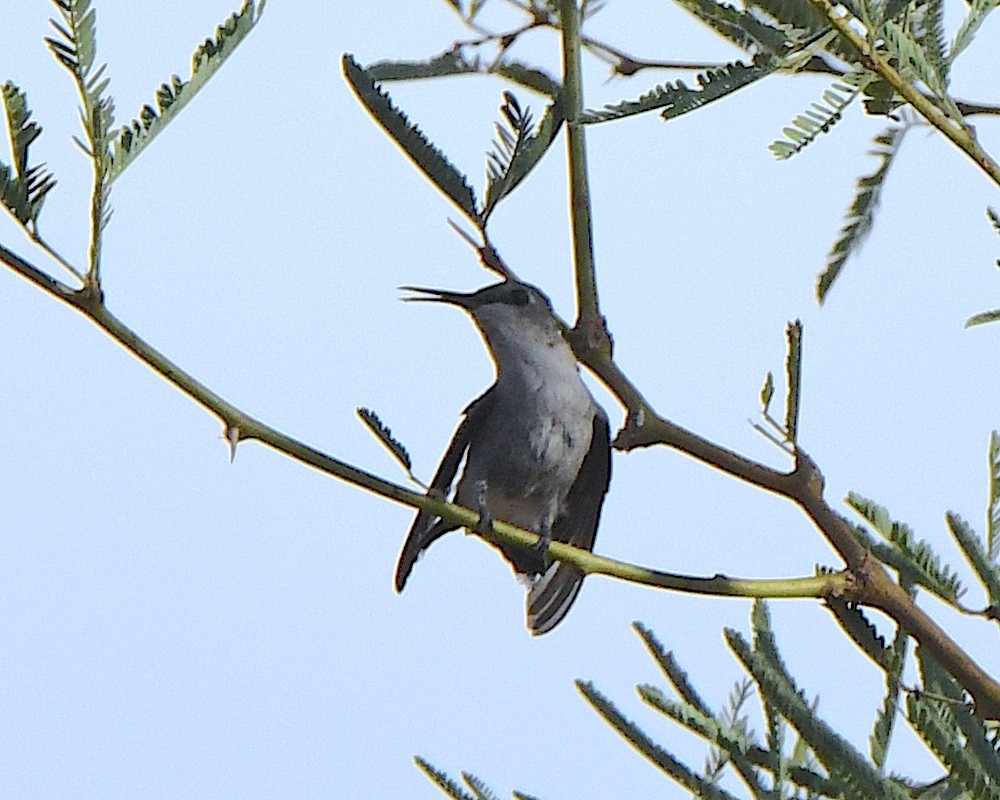 Kolibri, unbestimmt - ML638733847