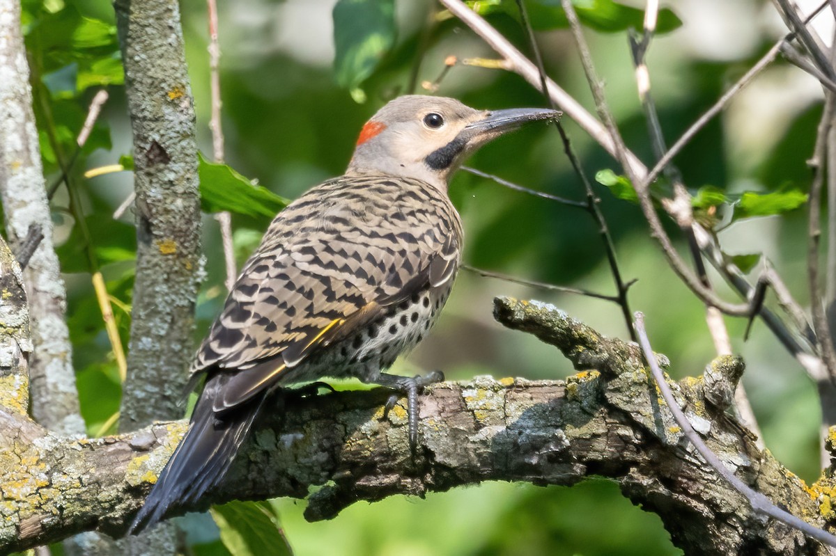 Northern Flicker - ML638733848