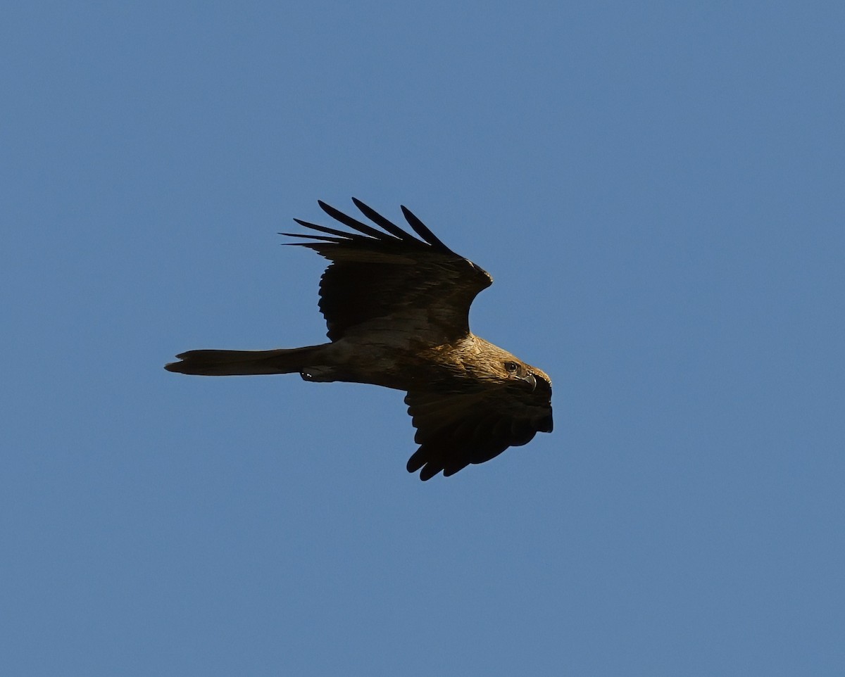 Коршун-свистун - ML638733878