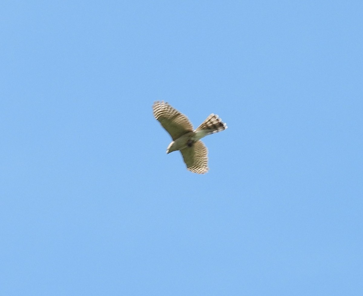 Cooper's Hawk - ML638733896