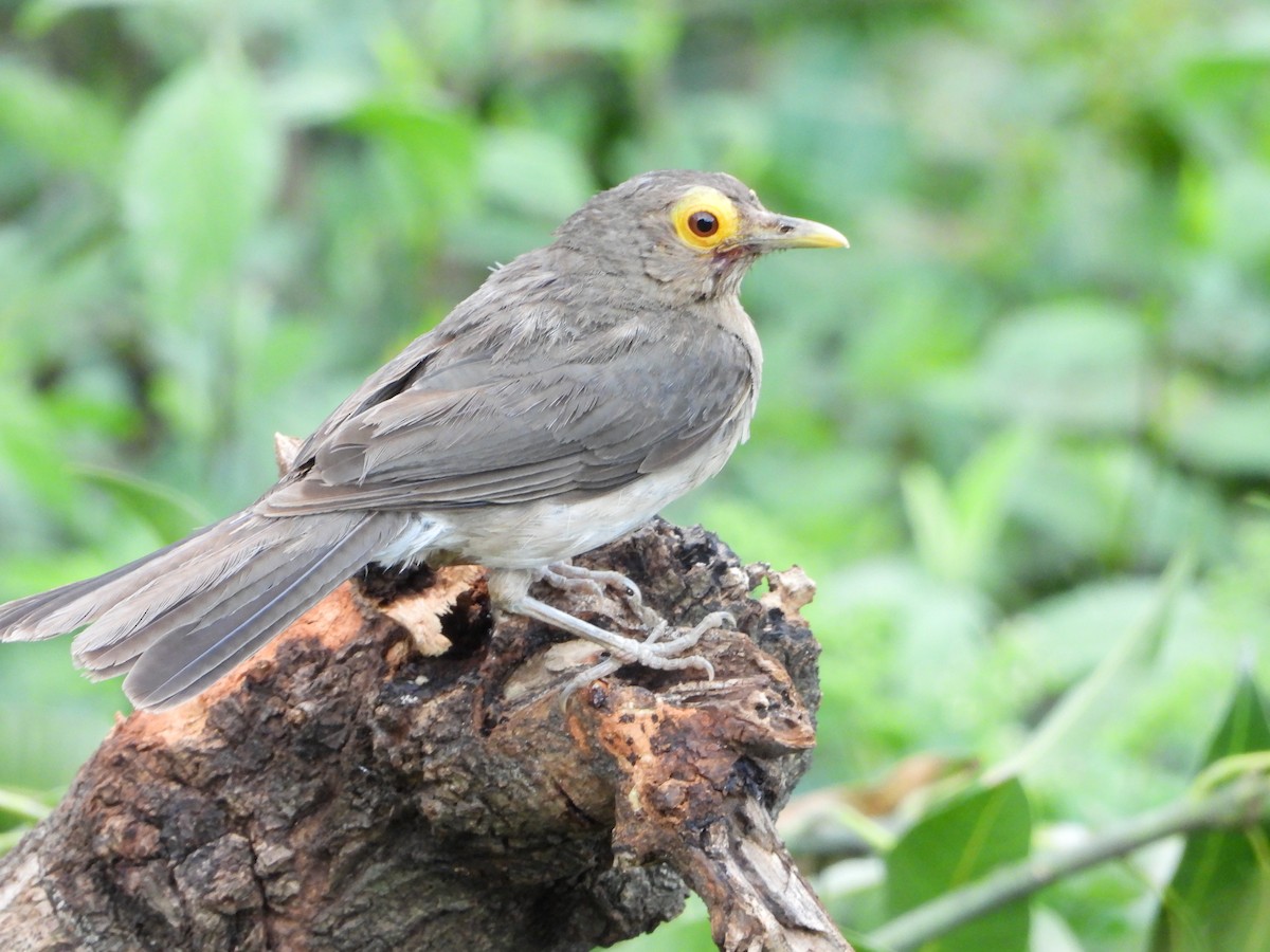 Spectacled Thrush - ML638733951